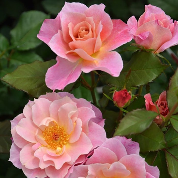 ルーブル（ロサ・オリエンティスP）【冬苗】 3