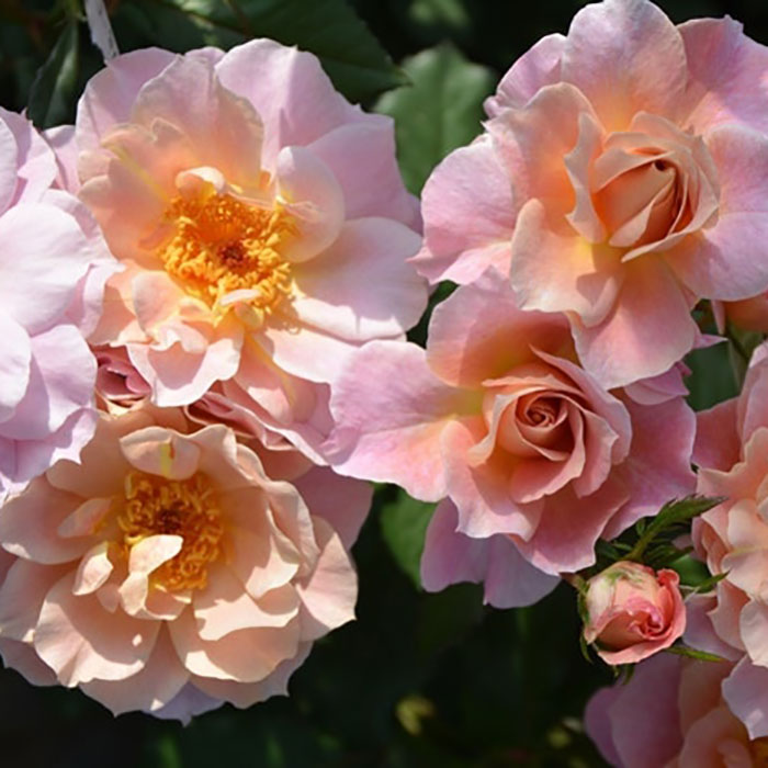 ルーブル（ロサ・オリエンティスP）【冬苗】 4