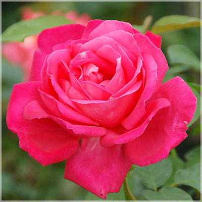 マリヤ・カラス（HT）≪春の新苗・4月末より出荷開始≫