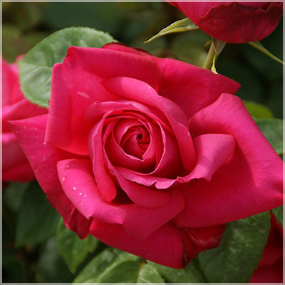 マリヤ・カラス（HT）≪春の新苗・4月末より出荷開始≫ 2