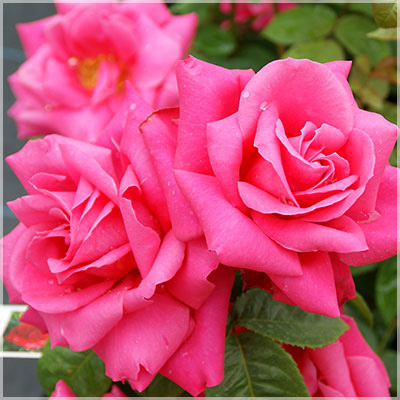 マリヤ・カラス（HT）≪春の新苗・4月末より出荷開始≫ 3