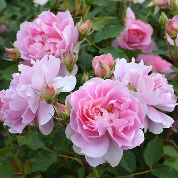 ムーンライト・ソナタ （ロサ・オリエンティスP）【冬苗】