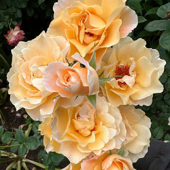 モーニング・ライト(ワーナー)【冬苗】 2