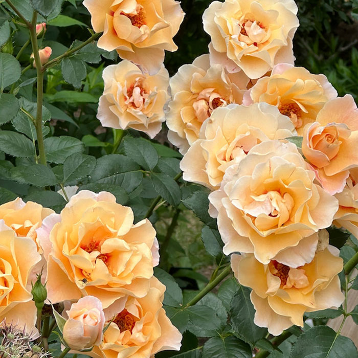 モーニング・ライト(ワーナー)【冬苗】 3