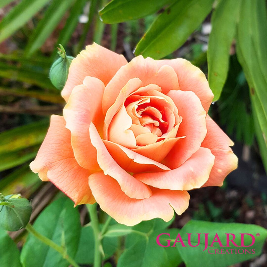 ニノン・ヴァラン（ゴジャール）≪春の新苗・4月末より出荷開始≫