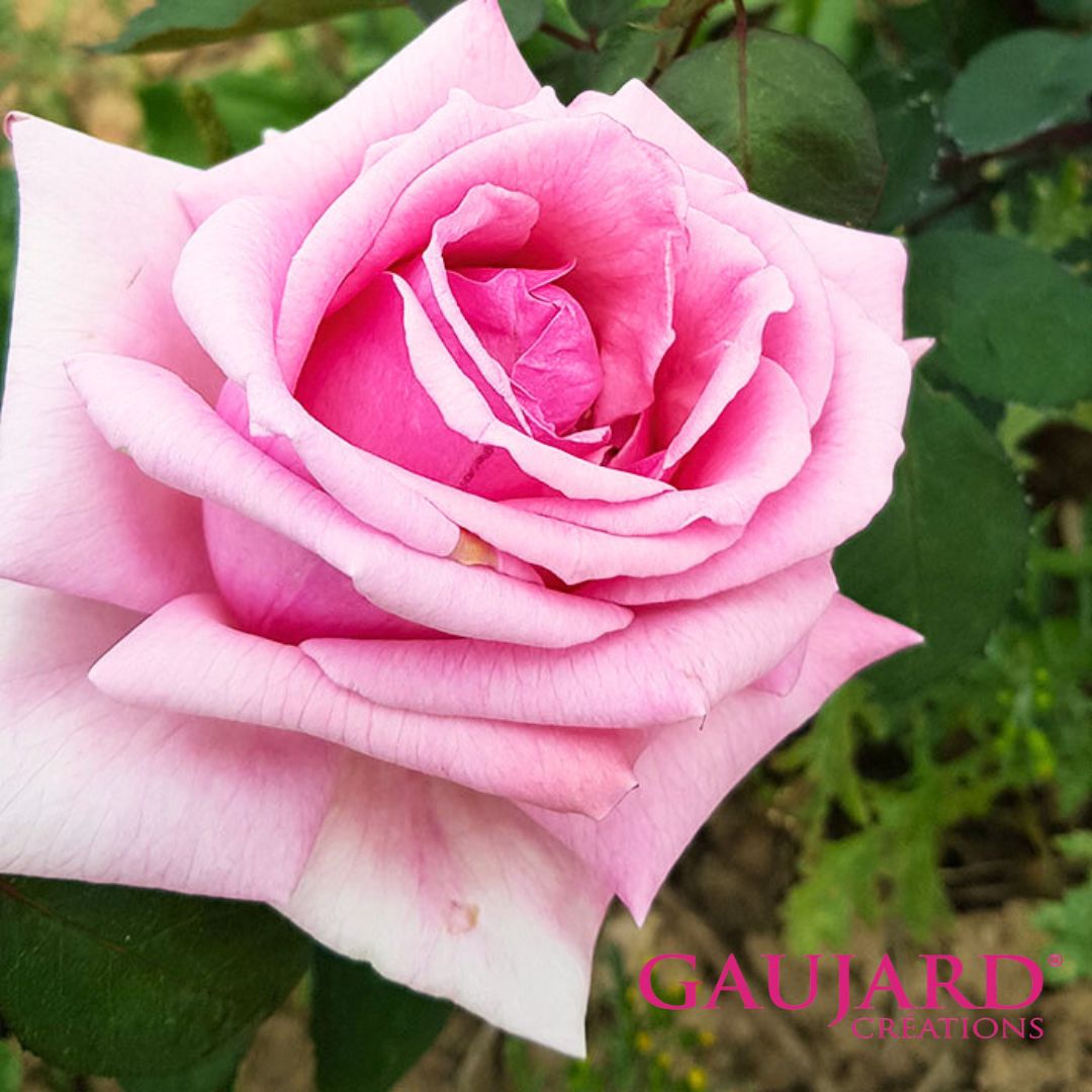 ノートルダム・ドゥ・パリ（ゴジャール）≪春の新苗・4月末より出荷開始≫