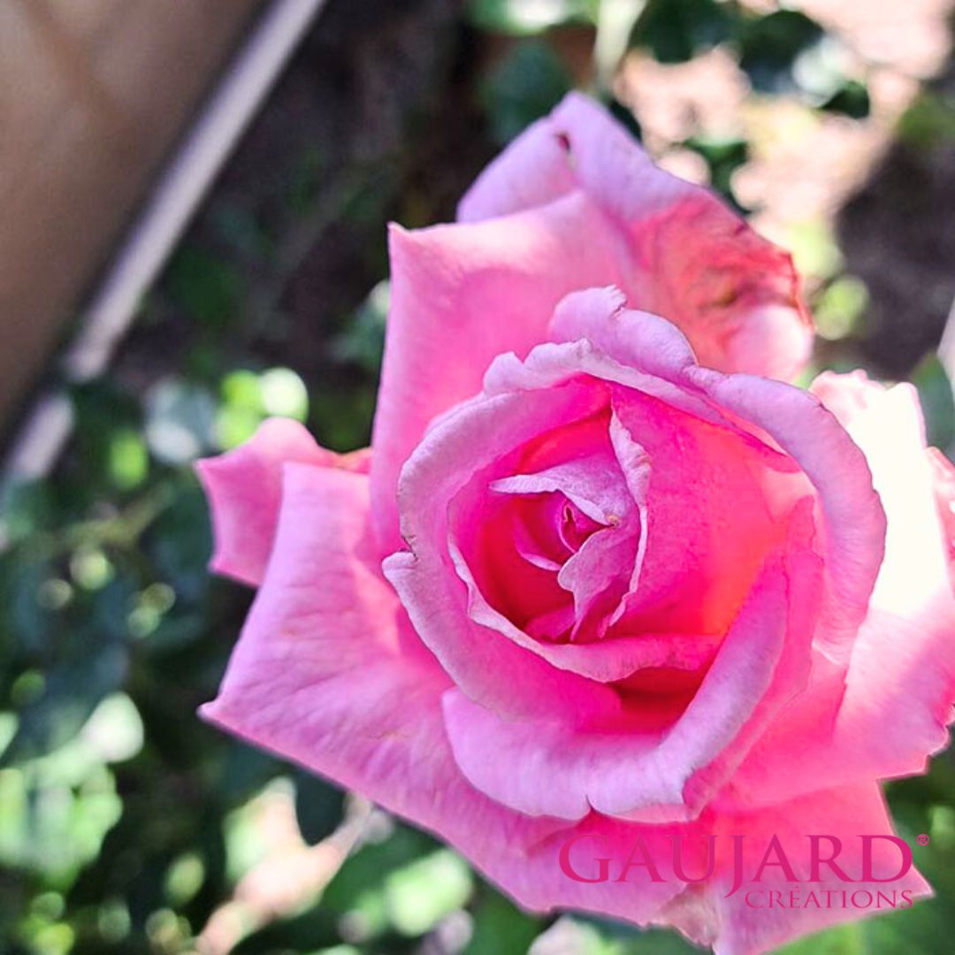 ノートルダム・ドゥ・パリ（ゴジャール）≪春の新苗・4月末より出荷開始≫ 3