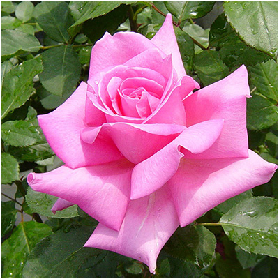 相原バラ園 プリンセス マーガレット Ht 新苗予約 4月末以降お届け 相原バラ園 プリンセス マーガレット Ht 新苗予約 4月末以降お届け