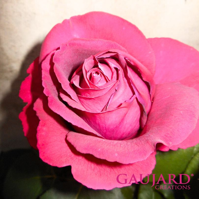 プロメス・エテルネル（ゴジャール）≪春の新苗・4月末より出荷開始≫