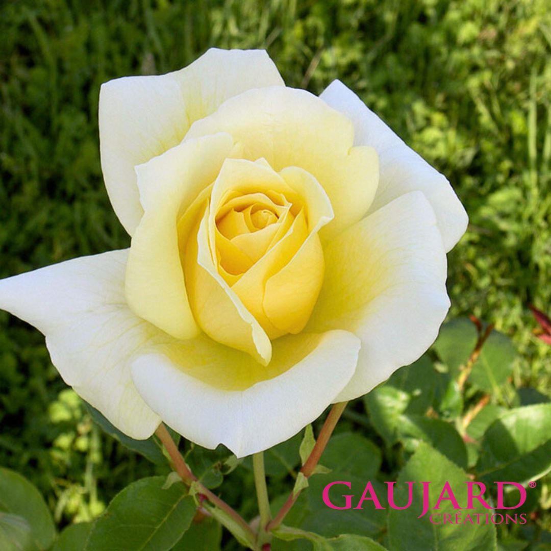 ケベック（ゴジャール）【冬苗】