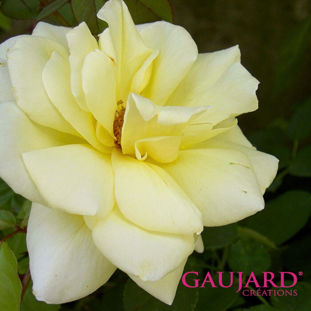 ケベック（ゴジャール）【冬苗】 2