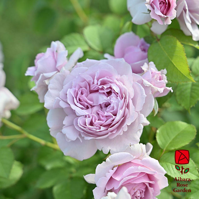 レミエル（河本バラ園）≪春の新苗・4月末より出荷開始≫