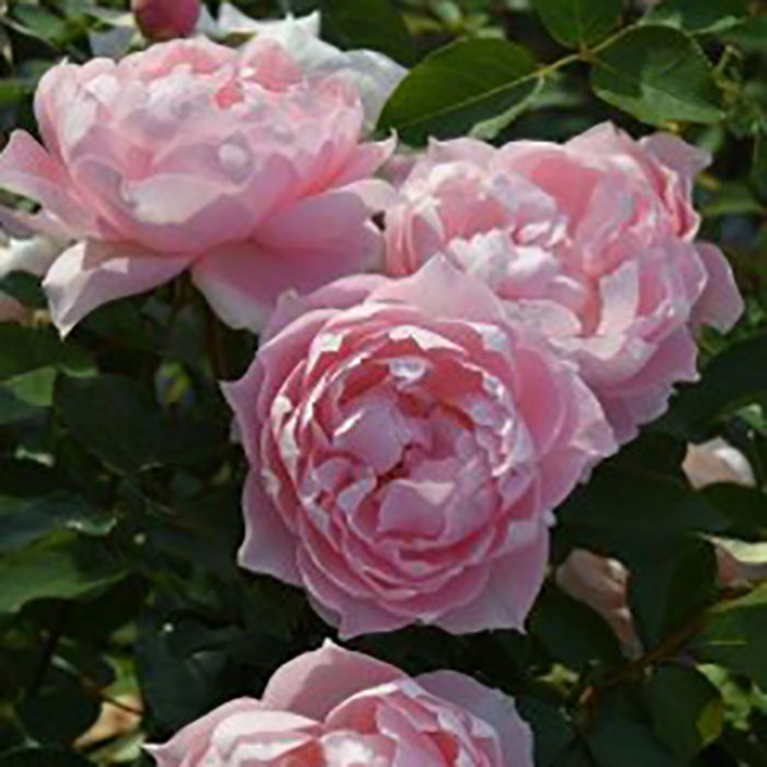 ローブ・デ・コルテ（ロサ・オリエンティスP）【冬苗】