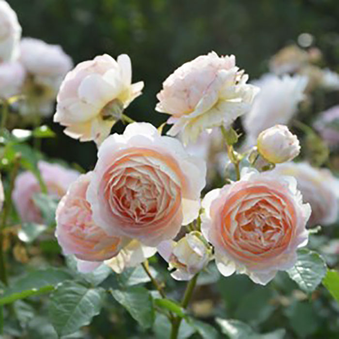 サシェ（ロサ・オリエンティスP）【冬苗】