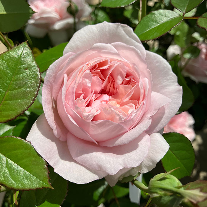 シェーンハイト（京成）【冬苗】 2