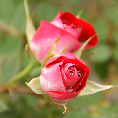 ショートケーキ（Min）≪春の新苗・4月末より出荷開始≫ 3