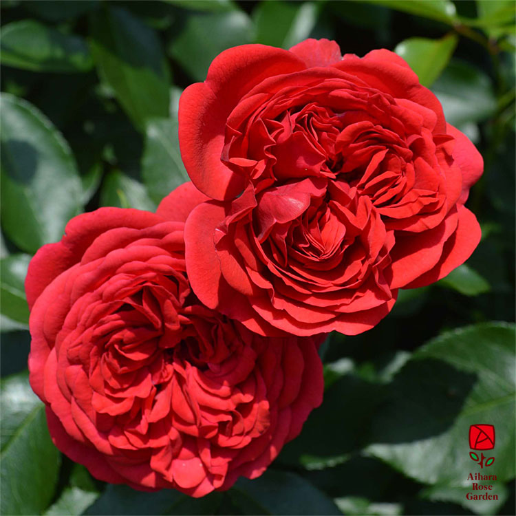 ジークフリート（コルデス）【冬苗】 2