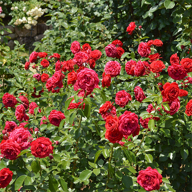 ジークフリート（コルデス）【冬苗】 3