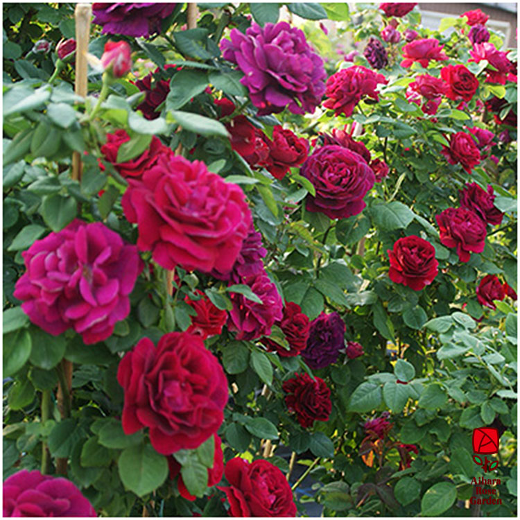 スヴニール・デュ・ドクトゥール・ジャメン（HP）【冬苗】 5