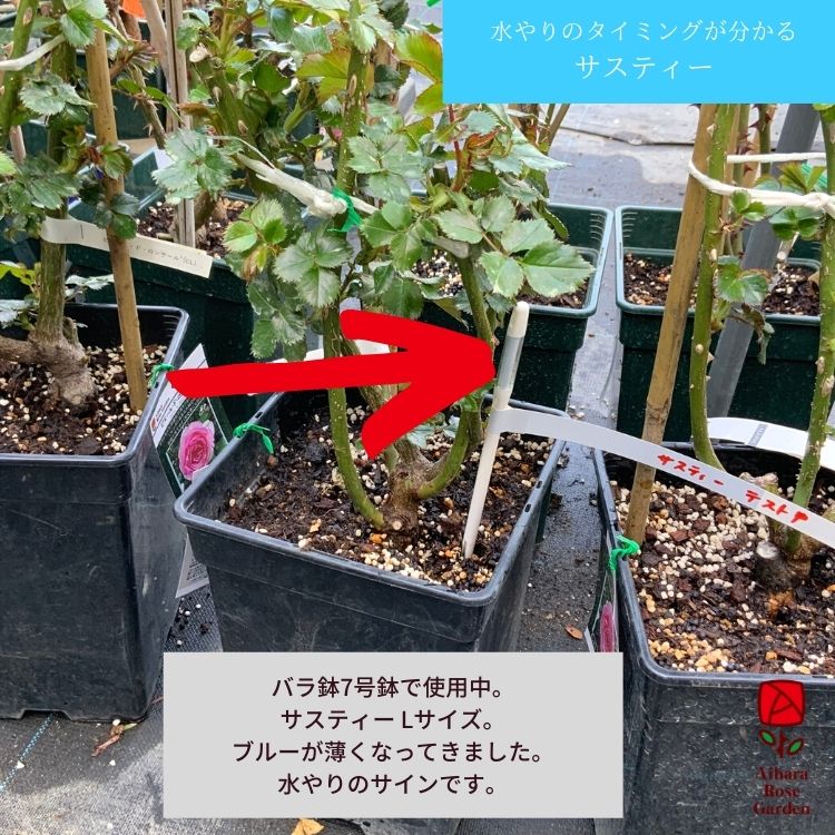 相原バラ園 植物水分計サスティー Sustee Lサイズ 緑