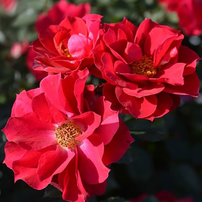 フウシカデン・クレナイ（風姿花伝・紅）（ロサ・オリエンティスP）【冬苗】 3