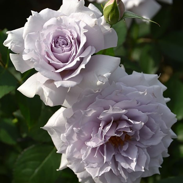 ウンディーネ（ロサ・オリエンティスP）【冬苗3月納品予定】