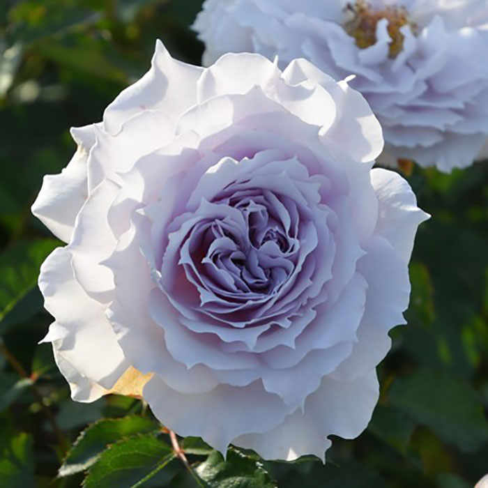 ウンディーネ（ロサ・オリエンティスP）【冬苗3月納品予定】 3