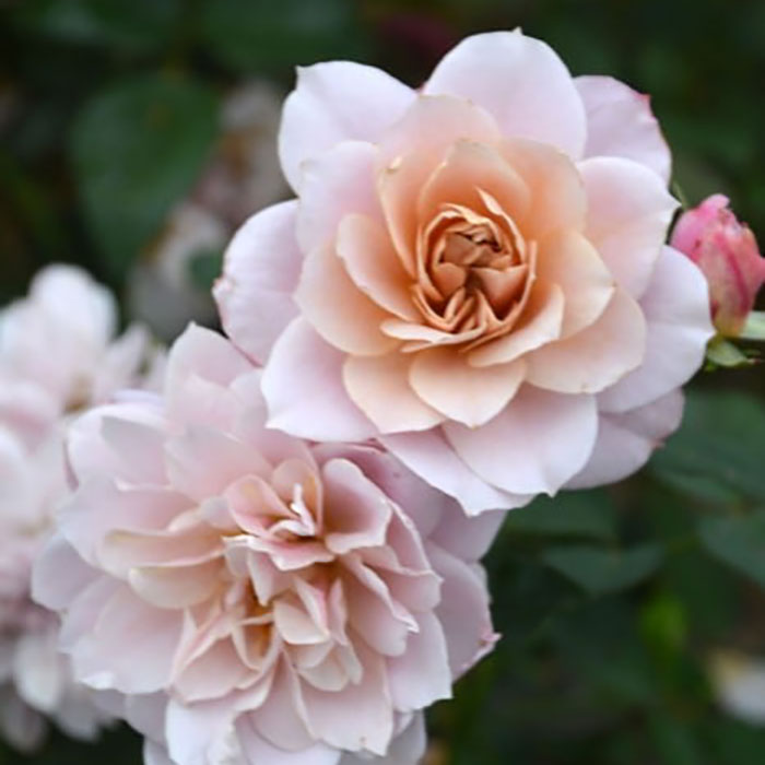 ウノノサララ（うののさらら）（ロサ・オリエンティスP）【冬苗3月納品予定】