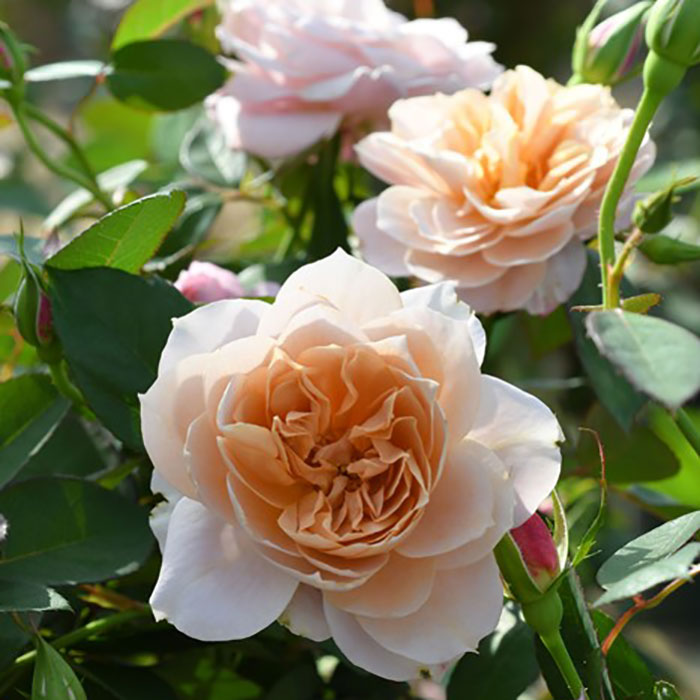 ウノノサララ（うののさらら）（ロサ・オリエンティスP）【冬苗3月納品予定】 3