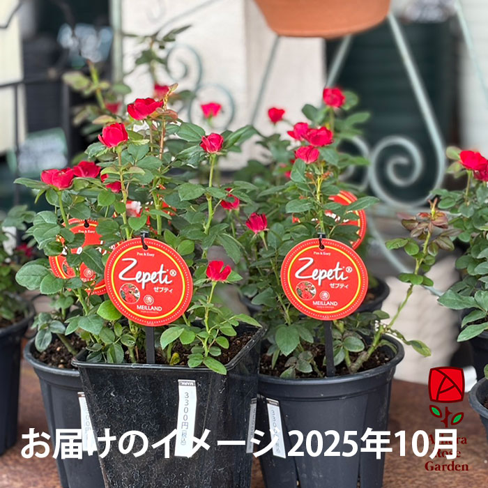 ゼプティ（6号鉢に植替え済み） 2