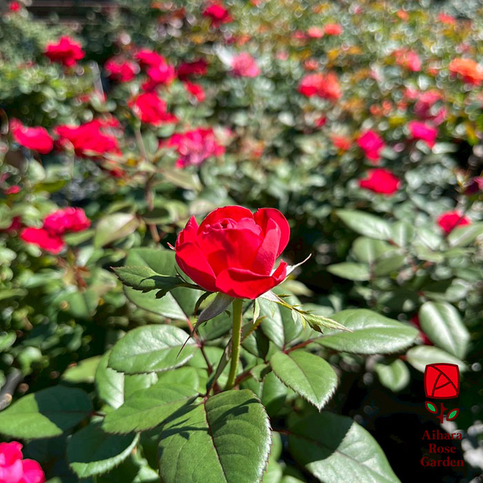 ゼプティ（6号鉢に植替え済み） 3