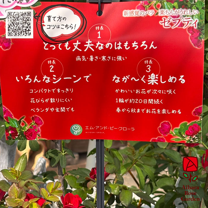 ゼプティ（6号鉢に植替え済み） 4