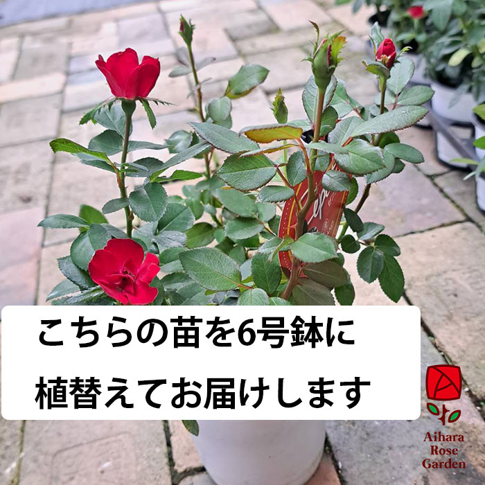 ゼプティ（6号鉢に植替え済み） 5