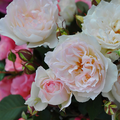 相原バラ園 クラシック チュチュ ロサ オリエンティス