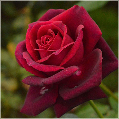 *グレーフィン・ディアナ(コルデス)【大苗】 2