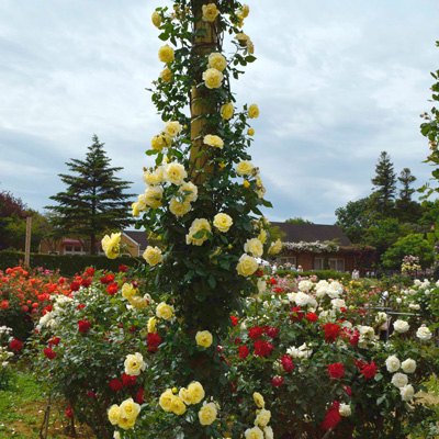 相原バラ園 イルミナーレ コルデス