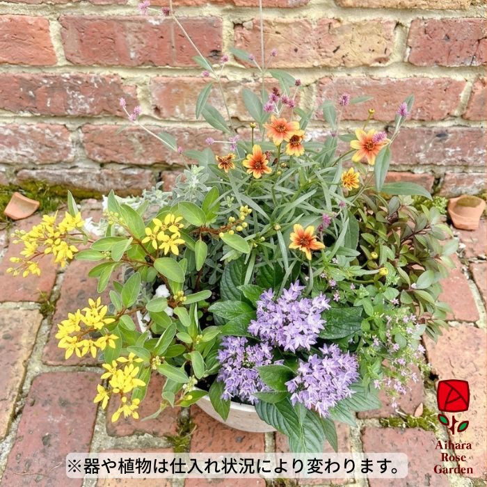≪早期割引≫【送料込】敬老の日の寄せ植え 2