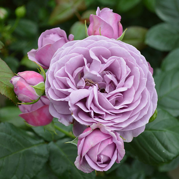 カインダ・ブルー（コルデス）【冬苗】