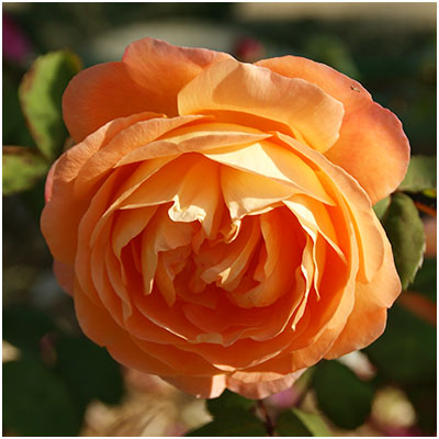 レディ・エマ・ハミルトン（ER）【冬苗】 2