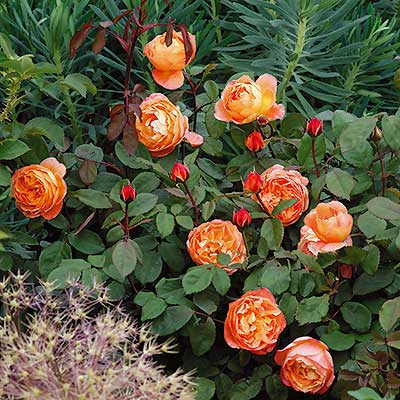 レディ・エマ・ハミルトン（ER）【冬苗】 3