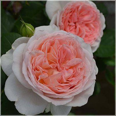 メルヘンツアウバー（コルデス）【冬苗】