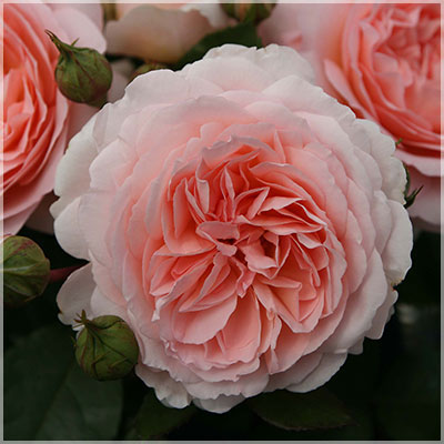 メルヘンツアウバー（コルデス）【冬苗】 2