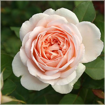 メルヘンツアウバー（コルデス）【冬苗】 3