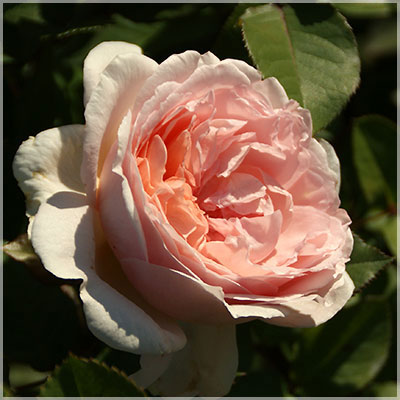 メルヘンツアウバー（コルデス）【冬苗】 4