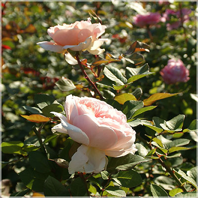 メルヘンツアウバー（コルデス）【冬苗】 5