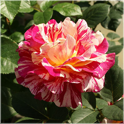 モーリス・ユトリロ（デルバール）≪春の新苗・4月末より出荷開始≫ 2