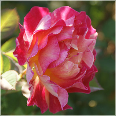 モーリス・ユトリロ（デルバール）≪春の新苗・4月末より出荷開始≫ 3