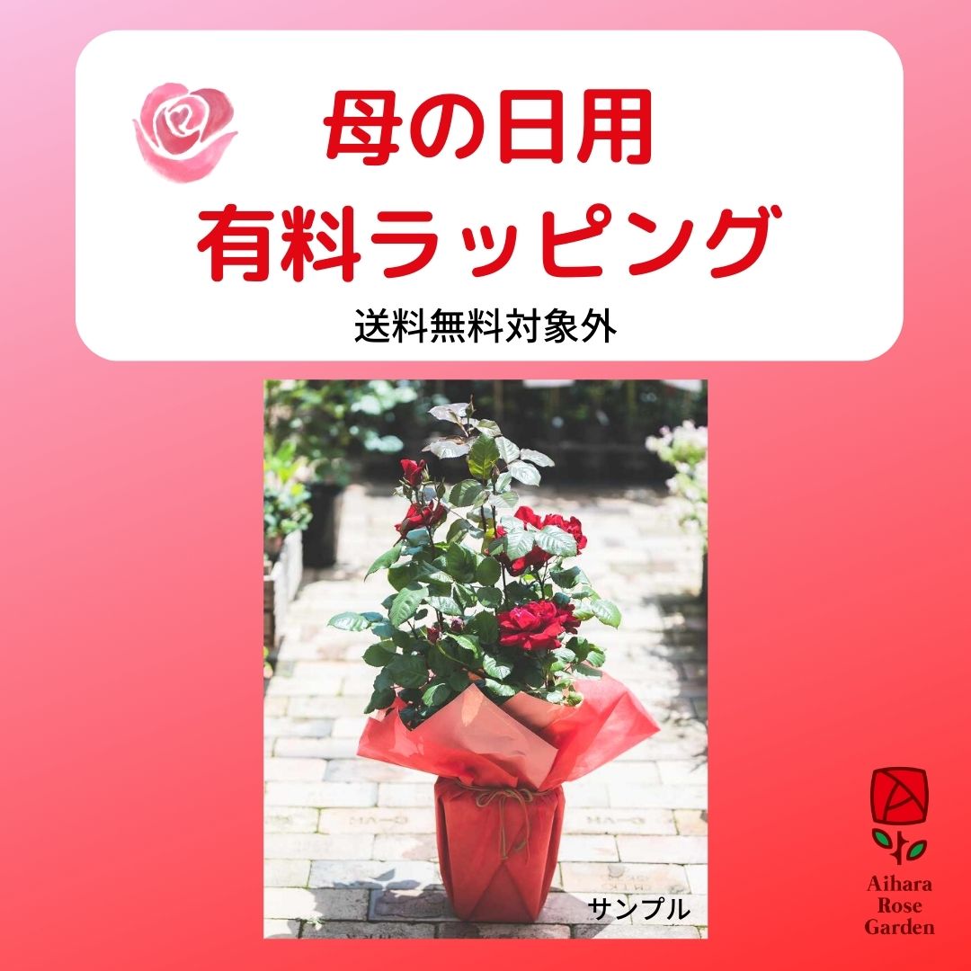 _母の日用有料ラッピング 1箱1鉢（送料無料対象外） 税込 550円