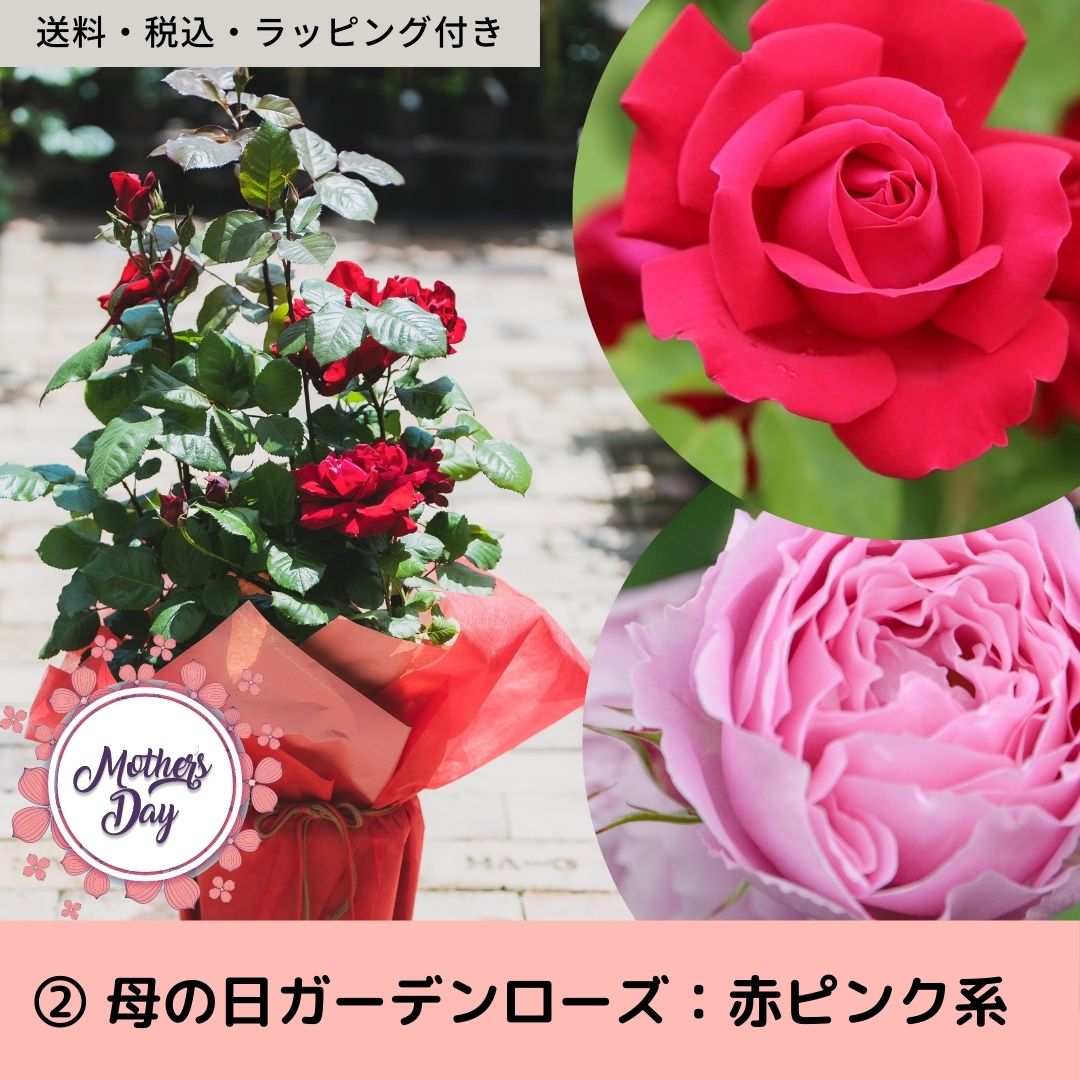 2【送料税込】母の日ガーデンローズ　（赤・ピンク系） 1