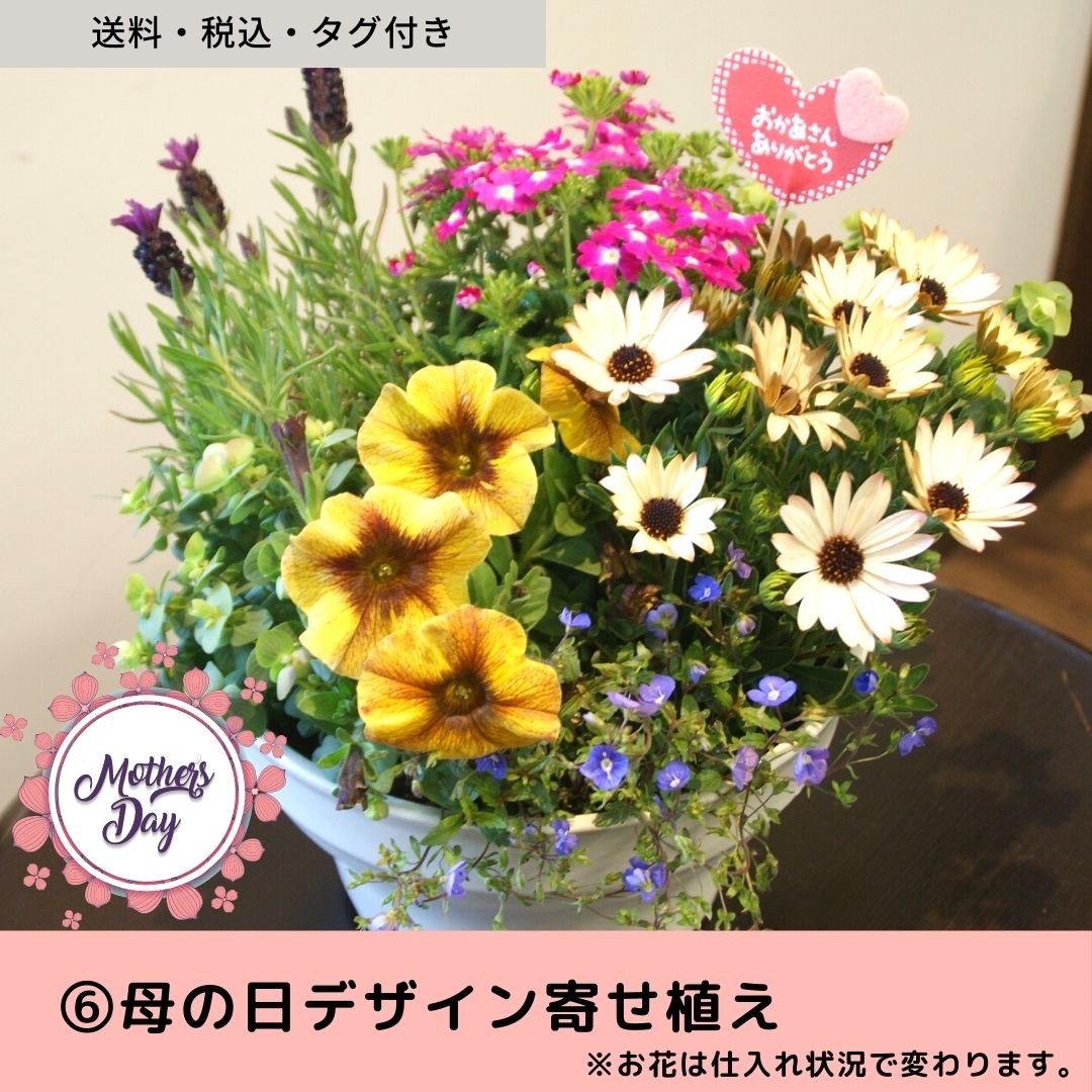 6【送料税込】母の日の寄せ植え